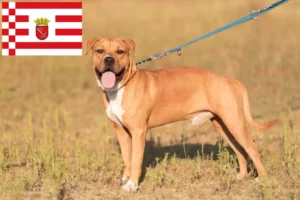 Lire la suite à propos de l’article Éleveurs de Staffordshire Terrier américain et chiots à Brême