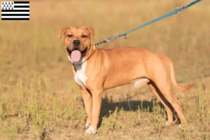 Lire la suite à propos de l’article Éleveurs de Staffordshire Terrier américain et chiots en Bretagne