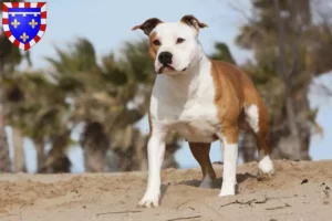 Lire la suite à propos de l’article Éleveurs de Staffordshire Terrier américain et chiots en Centre-Val de Loire