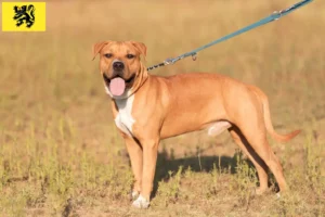 Lire la suite à propos de l’article Éleveurs de Staffordshire Terrier américain et chiots en Flandre