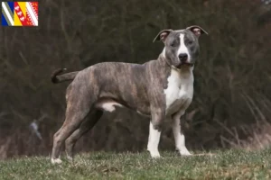 Lire la suite à propos de l’article Éleveurs de Staffordshire Terrier américain et chiots en Grand Est