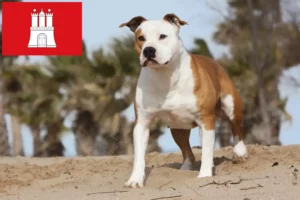 Lire la suite à propos de l’article Éleveurs de Staffordshire Terrier américain et chiots à Hambourg