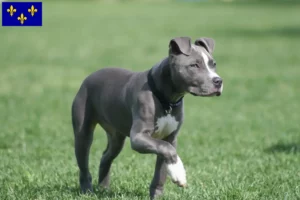 Lire la suite à propos de l’article Éleveurs de Staffordshire Terrier américain et chiots en Île-de-France