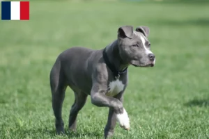 Lire la suite à propos de l’article Éleveurs de Staffordshire Terrier américain et chiots en Martinique