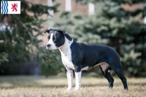 Lire la suite à propos de l’article Éleveurs de Staffordshire Terrier américain et chiots en Nouvelle-Aquitaine