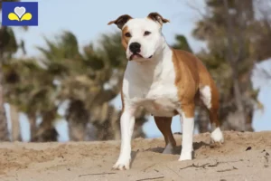 Lire la suite à propos de l’article Éleveurs de Staffordshire Terrier américain et chiots en Région de Bruxelles-Capitale