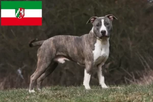 Lire la suite à propos de l’article Éleveurs de Staffordshire Terrier américain et chiots en Rhénanie-du-Nord-Westphalie