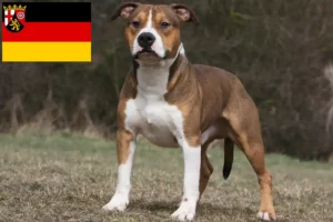 Lire la suite à propos de l’article Éleveurs de Staffordshire Terrier américain et chiots en Rhénanie-Palatinat