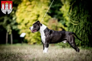 Lire la suite à propos de l’article Éleveurs de Staffordshire Terrier américain et chiots à Salzbourg