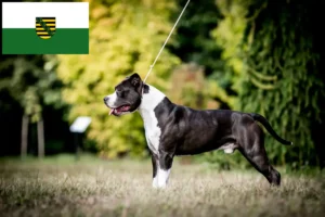 Lire la suite à propos de l’article Éleveurs de Staffordshire Terrier américain et chiots en Saxe