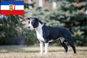 Lire la suite à propos de l’article Éleveurs d’American Staffordshire Terrier et chiots dans le Schleswig-Holstein