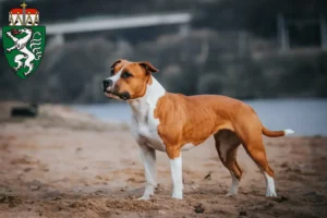 Lire la suite à propos de l’article Éleveurs de Staffordshire Terrier américain et chiots en Styrie