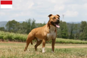 Lire la suite à propos de l’article Éleveurs de Staffordshire Terrier américain et chiots à Vienne