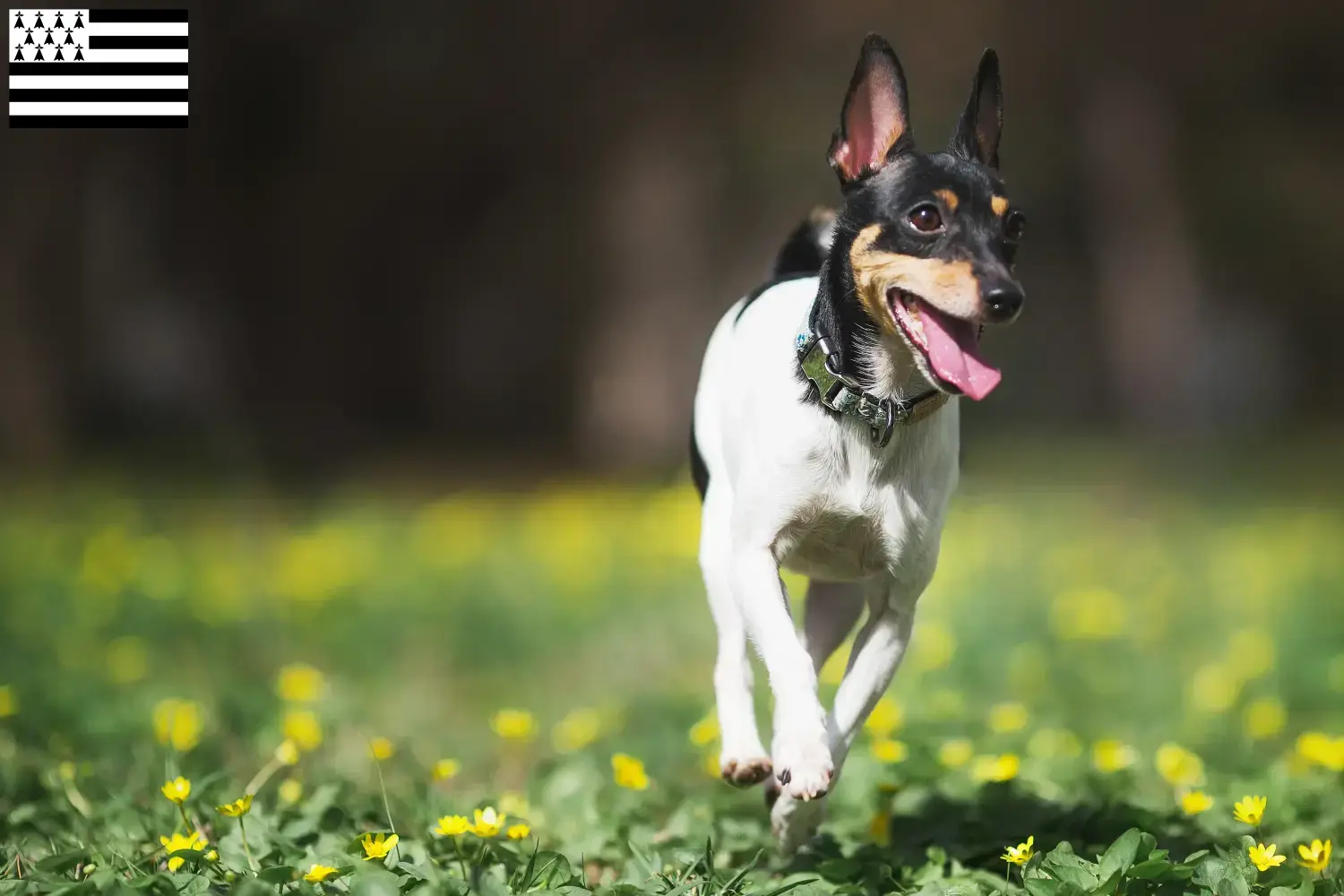 Américain Toy Terrier chiots et éleveurs Bretagne Ici vous trouverez des éleveurs d'American Toy Terrier en Bretagne .