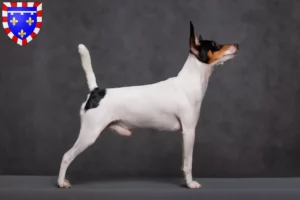 Lire la suite à propos de l’article Éleveurs et chiots d’American Toy Terrier en Centre-Val de Loire