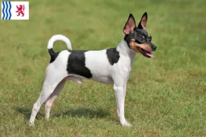 Lire la suite à propos de l’article Éleveurs et chiots d’American Toy Terrier en Nouvelle-Aquitaine