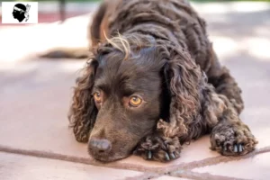 Lire la suite à propos de l’article Éleveurs d’American Water Spaniel et chiots en Corse