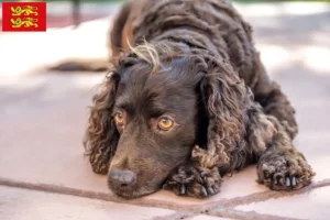 Lire la suite à propos de l’article Éleveurs d’American Water Spaniel et chiots en Normandie
