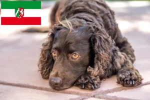 Lire la suite à propos de l’article Éleveurs d’American Water Spaniel et chiots en Rhénanie-du-Nord-Westphalie