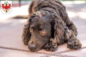 Lire la suite à propos de l’article Éleveurs d’American Water Spaniel et chiots au Tyrol