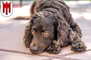 Lire la suite à propos de l’article Éleveurs d’American Water Spaniel et chiots dans le Vorarlberg