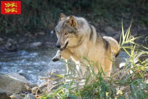 Lire la suite à propos de l’article Éleveurs de Wolfhounds américains et chiots en Normandie