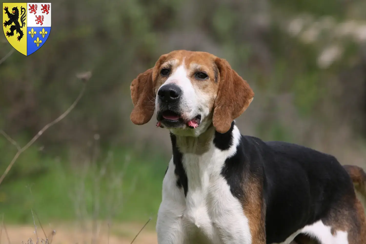 Anglo-Français de Petite Vénerie Chiots et éleveurs Hauts-de-France Ici, tu trouveras des éleveurs d'Anglo-Français de Petite Véneries en Hauts-de-France.