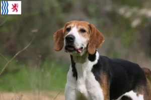 Lire la suite à propos de l’article Anglo-Français de Petite Vénerie éleveurs et chiots en Nouvelle-Aquitaine