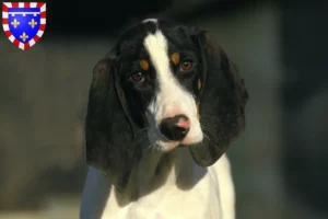 Lire la suite à propos de l’article Éleveurs et chiots ariégeois en Centre-Val de Loire