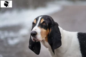 Lire la suite à propos de l’article Éleveurs d’Ariégeois et chiots en Corse