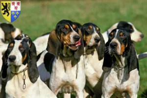 Lire la suite à propos de l’article Éleveurs et chiots ariégeois en Hauts-de-France