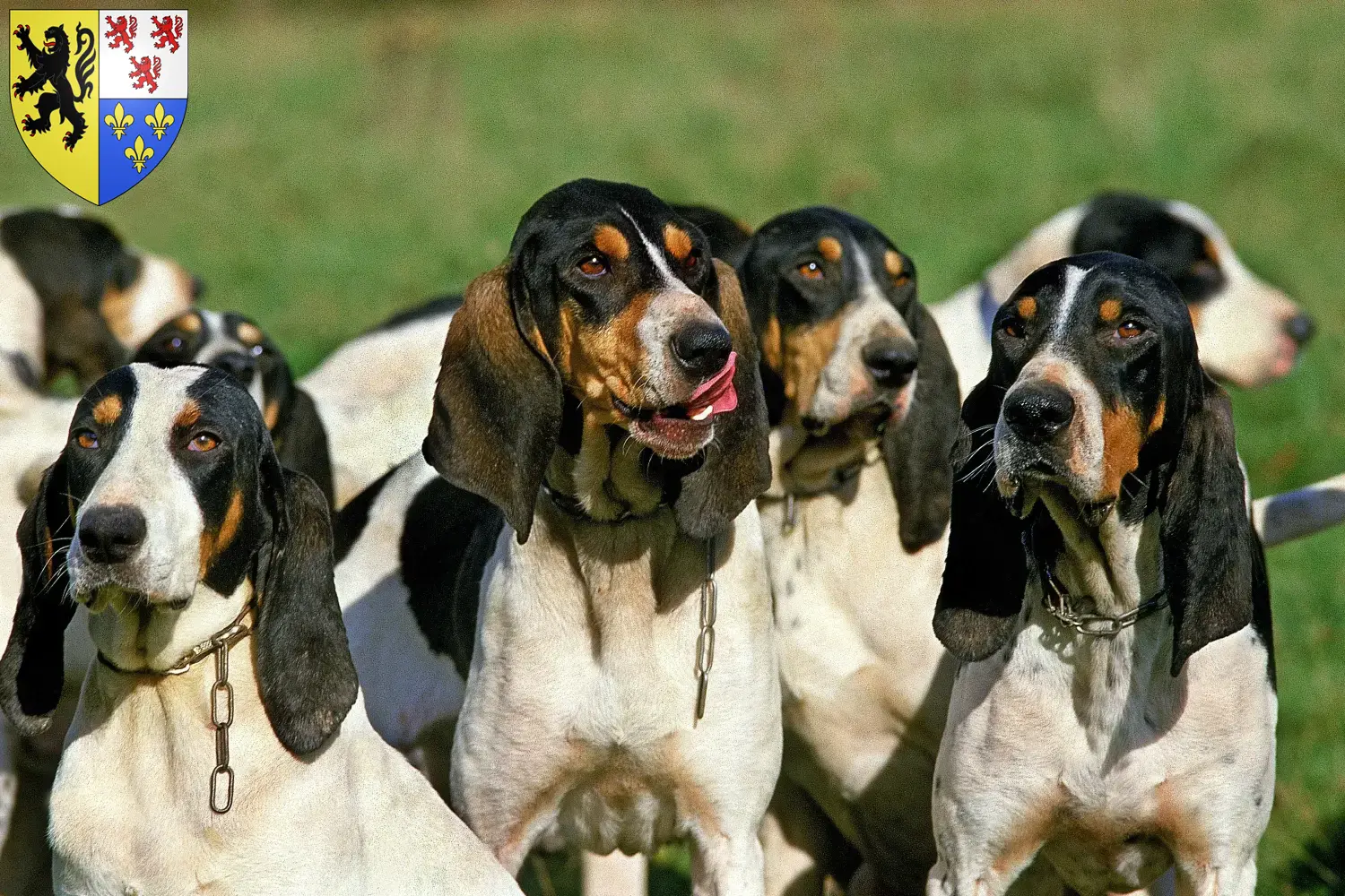 Ariégeois chiots et éleveurs Hauts-de-France Ici tu trouves des éleveurs Ariégeois en Hauts-de-France.