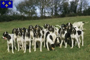 Lire la suite à propos de l’article Éleveurs et chiots ariégeois en Île-de-France