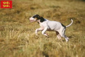 Lire la suite à propos de l’article Éleveurs d’Ariégeois et chiots en Normandie