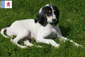 Lire la suite à propos de l’article Éleveurs et chiots ariégeois en Nouvelle-Aquitaine