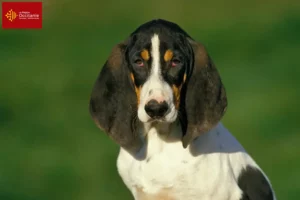 Lire la suite à propos de l’article Éleveurs d’Ariégeois et chiots en Occitanie