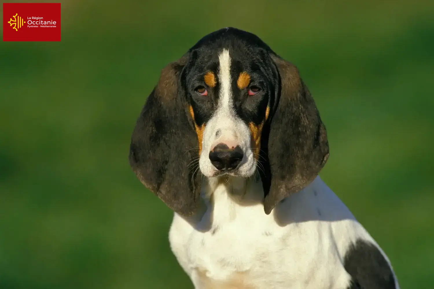 Ariégeois chiots et éleveurs Occitanie Ici, tu trouveras des éleveurs d'Ariégeois en Occitanie.