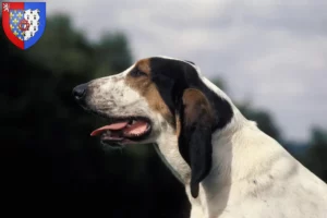 Lire la suite à propos de l’article Éleveurs et chiots ariégeois en Pays de la Loire