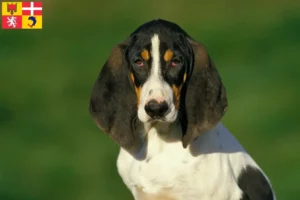 Lire la suite à propos de l’article Éleveurs d’Ariégeois et chiots en Auvergne-Rhône-Alpes