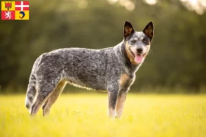 Lire la suite à propos de l’article Éleveurs de chiens de race Australian Cattle Dog et chiots en Auvergne-Rhône-Alpes
