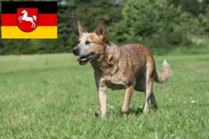 Lire la suite à propos de l’article Éleveurs de chiens de race Australian Cattle Dog et chiots en Basse-Saxe