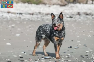 Lire la suite à propos de l’article Éleveurs de Bouviers australiens et chiots en Bourgogne-Franche-Comté