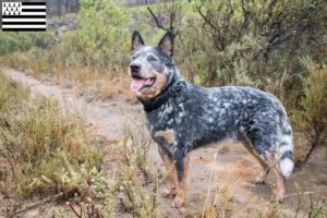 Lire la suite à propos de l’article Éleveurs de chiens de race Australian Cattle Dog et chiots en Bretagne