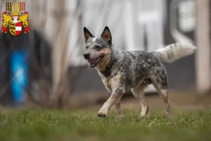 Lire la suite à propos de l’article Éleveurs de chiens de race Australian Cattle Dog et chiots en Carinthie