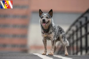 Lire la suite à propos de l’article Éleveurs de chiens de race Australian Cattle Dog et chiots en Grand Est
