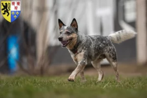 Lire la suite à propos de l’article Éleveurs de Bouviers australiens et chiots en Hauts-de-France