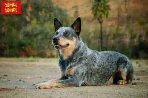 Lire la suite à propos de l’article Éleveurs de chiens de race Australian Cattle Dog et chiots en Normandie