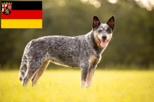 Lire la suite à propos de l’article Éleveurs de chiens de race Australian Cattle Dog et chiots en Rhénanie-Palatinat