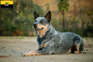 Lire la suite à propos de l’article Éleveurs de chiens de race Australian Cattle Dog et chiots en Saxe-Anhalt