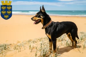 Lire la suite à propos de l’article Éleveurs de Kelpies australiens et chiots en Basse-Autriche